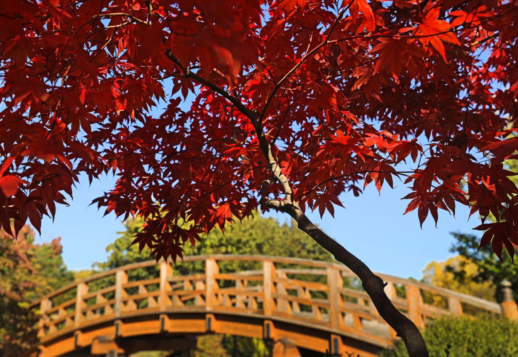 Fall colors remain at MoBot during final days of tree week
